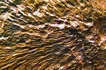 AP 81A